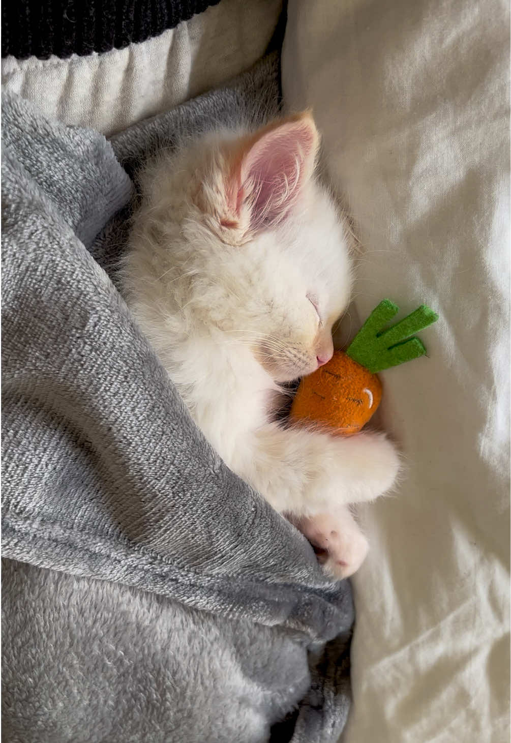 Throwback to the cutest video you’ve ever seen 🥕🐱🥹 #kitten #ragdollkitten #fyp #ragdoll 