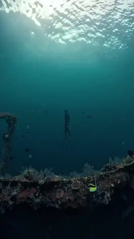 lost in world of blue 🧜🏻‍♂️ . . . #freediving #freediver #underwater #tulamben #bali #swimming #diving 