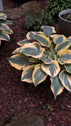So much rain this week but the garden is loving it 🌧️ #midwestgarden #garden #gardening #shadegarden #landscape #rain #hostas #landscaping 