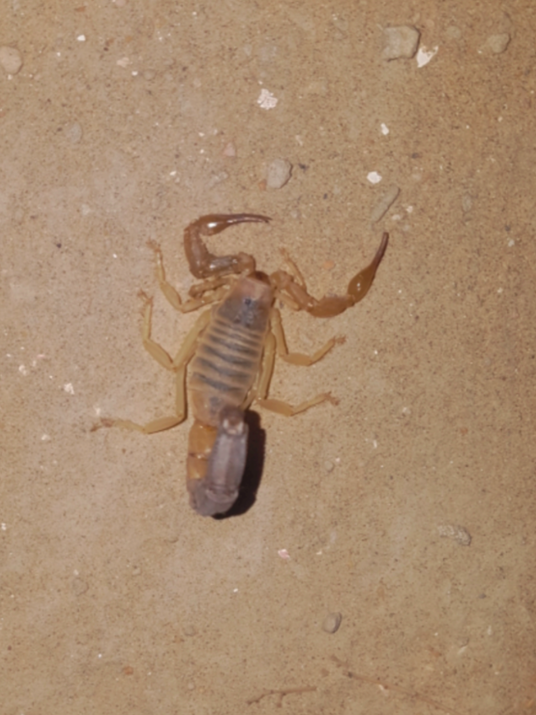 بچھو 🦂 تو نام سے بدنام ہے لیکن انسان بہت زہریلا جانور ہے #foryou #viewsproblem #onthisday #unfrezzmyaccount #repostmyvideo #growmyaccount #viral #scorpion #justforyou 