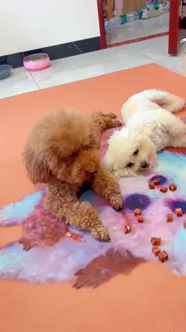#cunyeu #fyp #dog #cute #pet #thucung #poodle #bunquystoc 