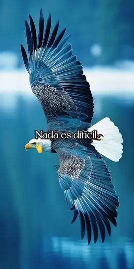 Isaias 40-31 .. pero los que confían en Dios siempre tendrán nuevas fuerzas. Podrán volar como las águilas, podrán caminar sin cansarse y correr sin fatigarse. #DiosBendito #biblia #Dios #bendiciones🌹❤️🙌🏻🙌🏻🙏 