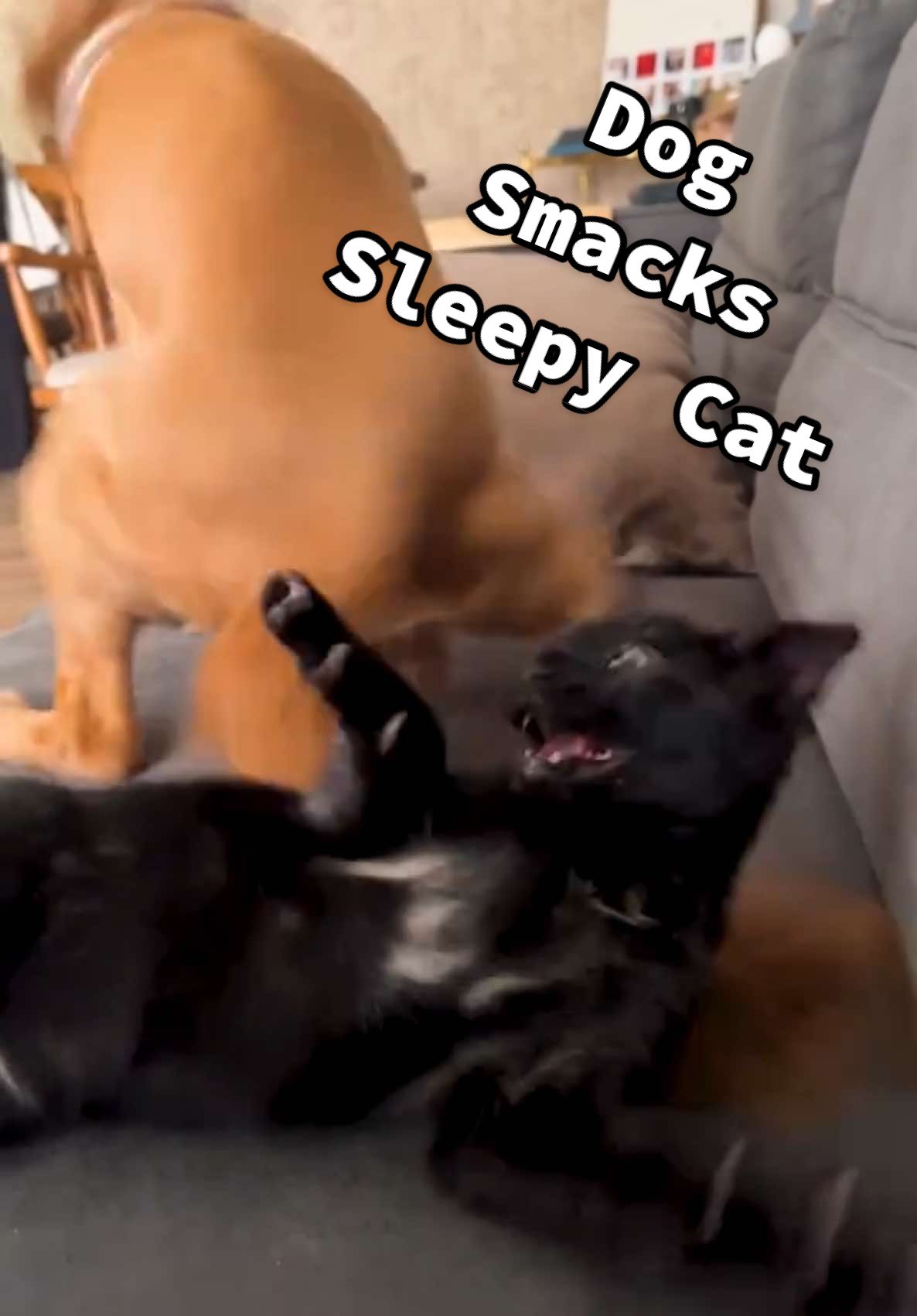 The dog definitely did that on purpose!!! 🤣💥🙀 (Via - Aysenur A.) #CatsOfTikTok #DogsOfTikTok #BlackCat #Dog