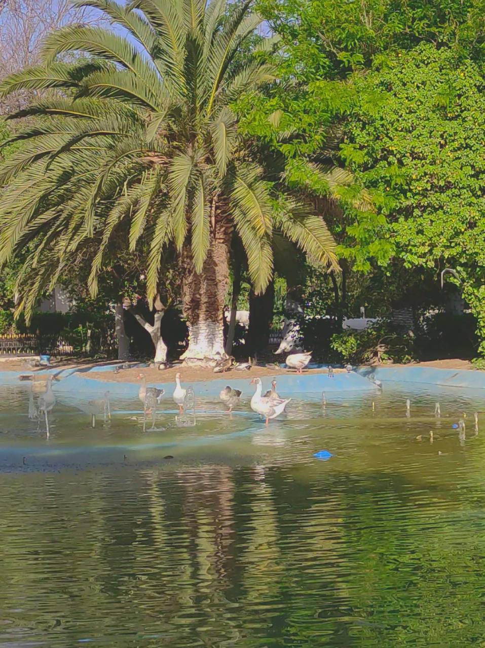 حديقة الشهداء 📍 سيدي بلعباس 🇩🇿  #sidibelabbes #sidibelabbes22 #سيدي_بلعباس #بلعباس_22_ناس_غرب #بلعباس #usmba22🇩🇿 #usmba_🦞🇮🇹 #oran #algeria #nature #jardin 