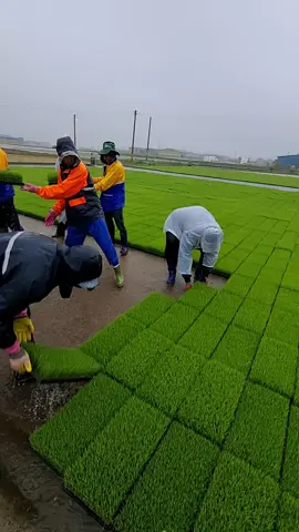 #ຜູ້ບ່າວເກົາຫລີ🇱🇦🇰🇷 