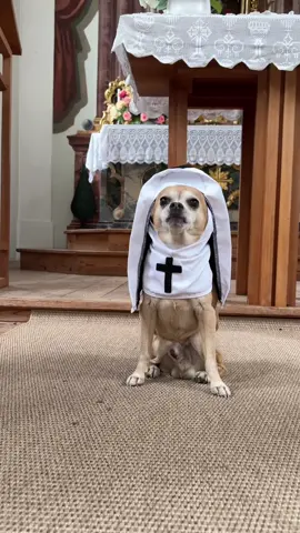 Say your prayers—and don’t forget the snacks. 🙌🐶 #dog #dogsoftiktok #doglove #holydog #nunlife #church #nun #holy #prayer #churchtime #doglove #fyp #viralvideos #elpepino #papaleo 