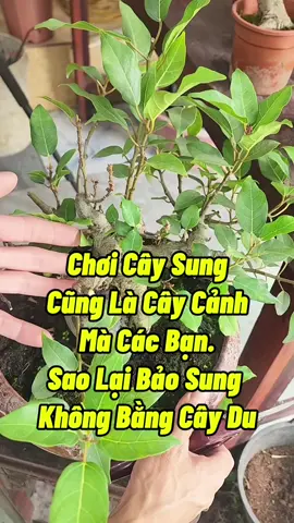 Cây Sung Có Cái Đẹp Của Sung #caysung #caysungmini #chamsoccaycanh #thichtrongcay #trongcay #lamvuon #annamyeulamvuon 