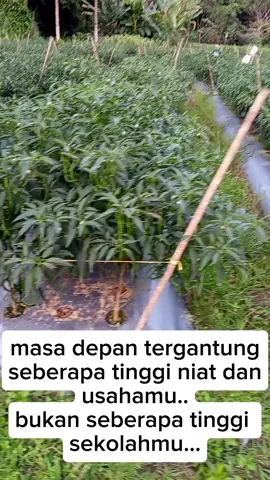 petani cabe cmk tangguh f1  #jangkauanluas 