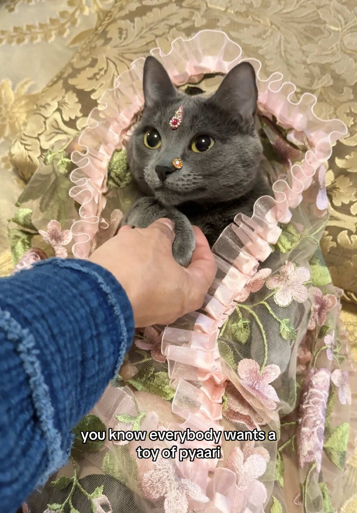 my mom asked me if it’s too late for her to enter school for business #cats #catsoftiktok #cat #fypage #kitty #catmom #catlover #pets 