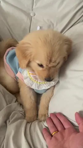 Have You Ever Seen Golden Retriever Puppies Play Like This ? 🐾😍 #dognation #dogstory #goldenretrieverpuppies #goldenretrieversoftiktok #dogsoftiktok #cutepuppy #funnydogs #cutepuppyvideos #cutegoldenretriever #goldenretrieverlovers #goldenretrieverlife #adorable