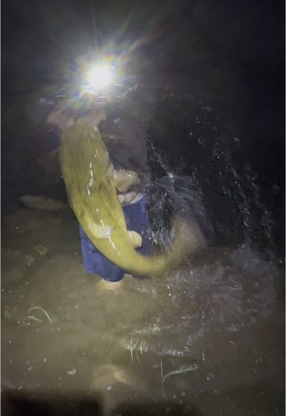 Put my buddy onto this little little 61lb flatty. Full release video coming soon. #flathead #flatheadsbetterthannohead #catfish #fishing #fishtok #fish #angler #flatheadcatfish 