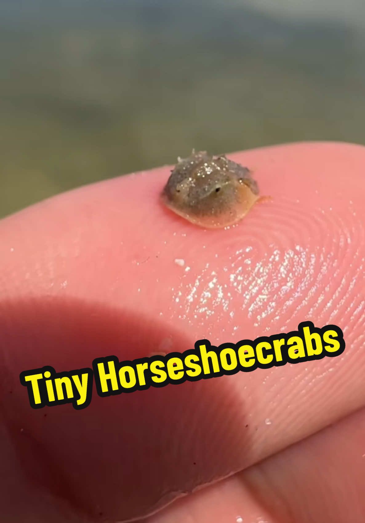 Tiny Horseshoe crab Friends!