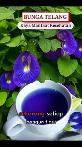 Bunga telang kaya manfaat #bungatelang #telang #herbal #manfaatbungatelang #tanamanherbal #hidupsehat 