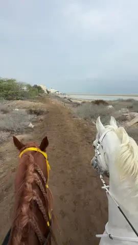 #خيل #خيل_وخياله🐎 #خيل_فروسيه_حب #خيل_عربي #فروسيه #خيل_عربي_اصيل #خياله🐎 #فروسية 