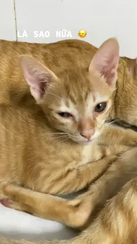 😼 : tao cần luật sư 😤               #meow #fyp 