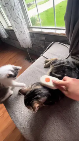 También funciona para perritos #brushcat #tiktokshop #brushdog 