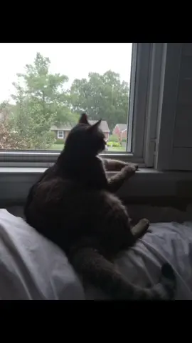 Saber and Smoke my kitty's. If anyone is interested in game testing use my referral it's not much but it helps. And get to try games before they come out. There is actually 1 today in 2 hours I think people can still join. Im not allowed to say the name but it is a cool game. https://gametester.gg?refId=UU-67cc6d79824c377c3489bc37.   #lovemycats #crazycat 