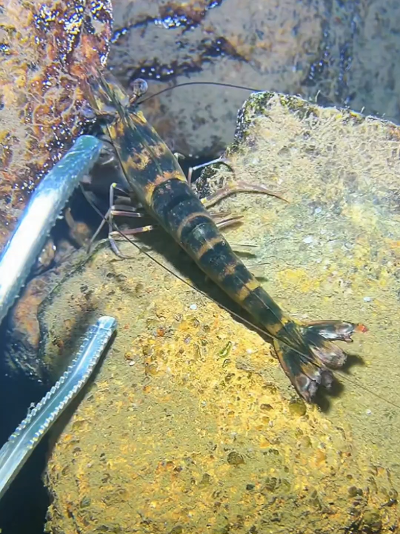#diving #crab #catchthesea #seaside #seafood #fish #eel #lobster #seangsolofishing 