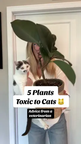 Let’s keep those kitties safe!!! #cats #vetadvice #dangerousplants #toxicplants #catparents #catadvice 