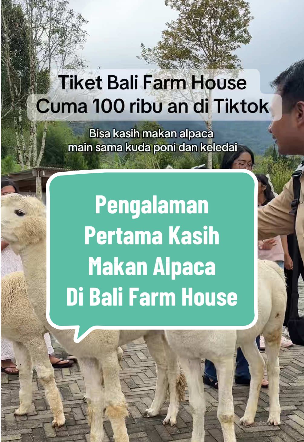 Siapa yang belum pernah ngasih makan alpaka? Yuk, cobain serunya di Bali Farm House, Bedugul! Dengan tiket masuk mulai dari Rp125.000 per orang, kamu bisa berinteraksi langsung dengan alpaka lucu dan hewan lainnya. Beli tiketnya lewat TikTok untuk dapat diskon spesial!    Cuaca sejuk khas pegunungan dan suasana asri membuat pengalamanmu makin menyenangkan. Anak-anak pasti senang bermain dan belajar di sini, cocok untuk liburan keluarga atau quality time bareng teman dan pasangan. Jangan lewatkan promo menarik dan pengalaman seru bersama alpaka di Bali Farm House! #BaliFarmHouse #AlpacaExperience #LiburanBali #WisataKeluarga #Bedugul #TiketPromo #FYP #ViralTikTok #ExploreBali #HealingTime #AnimalLovers #WeekendGetaway #BrunchWithAlpacas #BaliTrip #WisataEdukasi #PettingZoo #LiburanAnak #FarmLife #BaliVibes #NatureLovers #TravelBali #PromoTikTok #TiketMurah #WisataBali #PengalamanUnik
