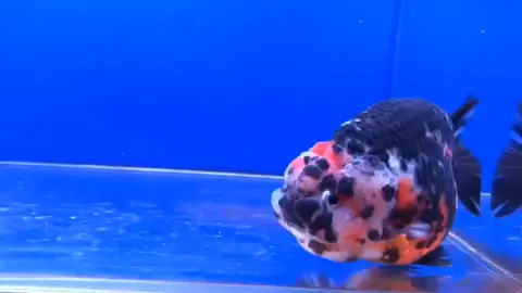 RANCHU CÁLICO  #goldfish #peces #peru🇵🇪 #viralvideos #ranchugoldfish 