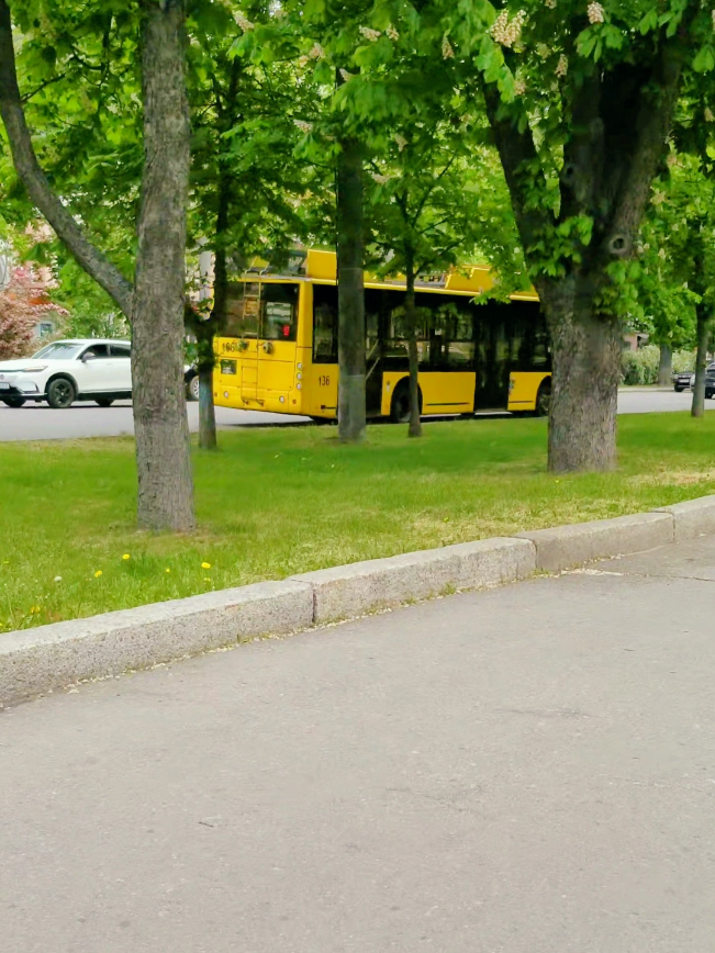 Квітнуть каштани 16.05.25. #Полтава #Україна #новини #Poltava #Ukraine #News #Украина #Новости #PoltavaToday #полтава 