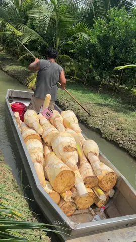 Good work! Amazing young coconut shoots Cutting Skills. #streetfood #food #asmr #yummy #thailand #bangkok #fpy #fpyシ 📍พิกัด :ลุงดามยอดมะพร้าวซิ่ง