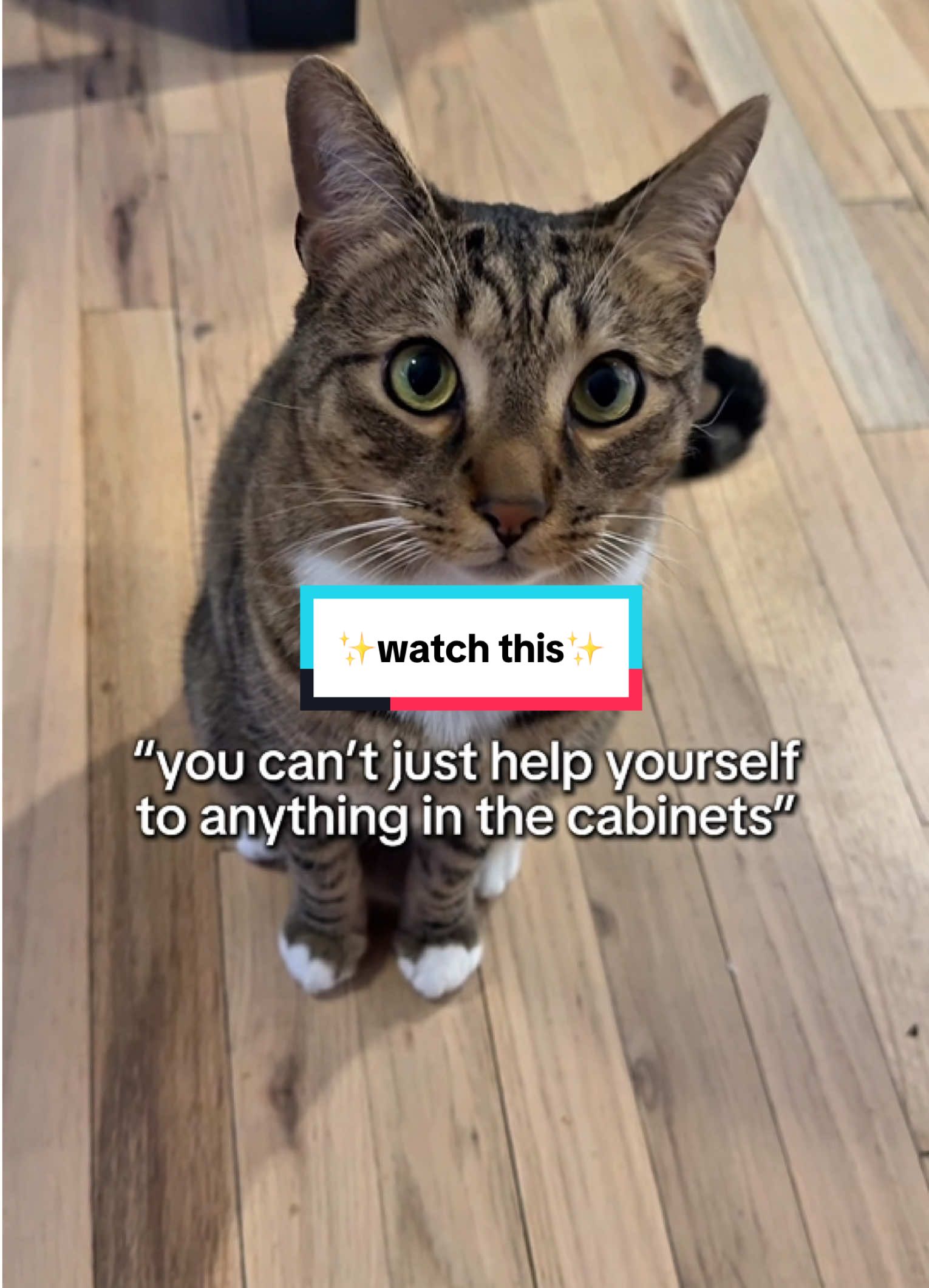 #badcatshit 