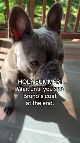 I will never stop showing this product! It's a game changer when it comes to reducing the amount of dog hair around my house. #sleekez #doggrooming #deshedding #frenchbulldog #frenchie #frenchiemom #lovemydog #summershed 