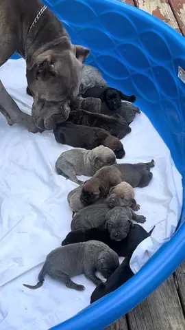 13 Beautiful Puppies 😍❤️☀️ #puppy #Mastiff #canecorso #italianmastiff #ohiocanecorsoskennel #puppiesoftiktok #akronohio #Ohio #puppylove #puppies #largebreed #MakeADogsDay 