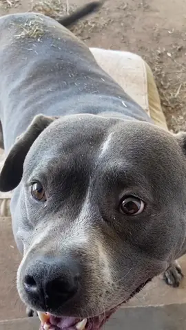 She’s super proud of herself too! #dogsoftiktok #lovemybullygirl #prettypup 
