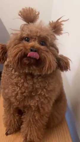 #cunyeu #fyp #dog #cute #pet #thucung #poodle #bunquystoc 