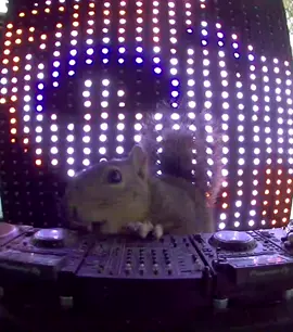 Big day here at the Squirrel DJ Academy! We would like to introduce you all officially to our newest DJ: Bronson!! This is his first DJ set (He is Frankie’s ‘boldest’ kiddo, and just recently crossed the bridge to get here for the first time). I think he might be a natural though…. 🌲 He makes his Squirrel Club debut with some walnuts and a hot track from @DJ T. with a nice touch from @Whitesquare 🐿️🎧🌰🥜🔊 Record Label: @Get Physical Music  #squirrel #djing #indiedance #djt #whitesquare #getphysicalmusic #rave #party
