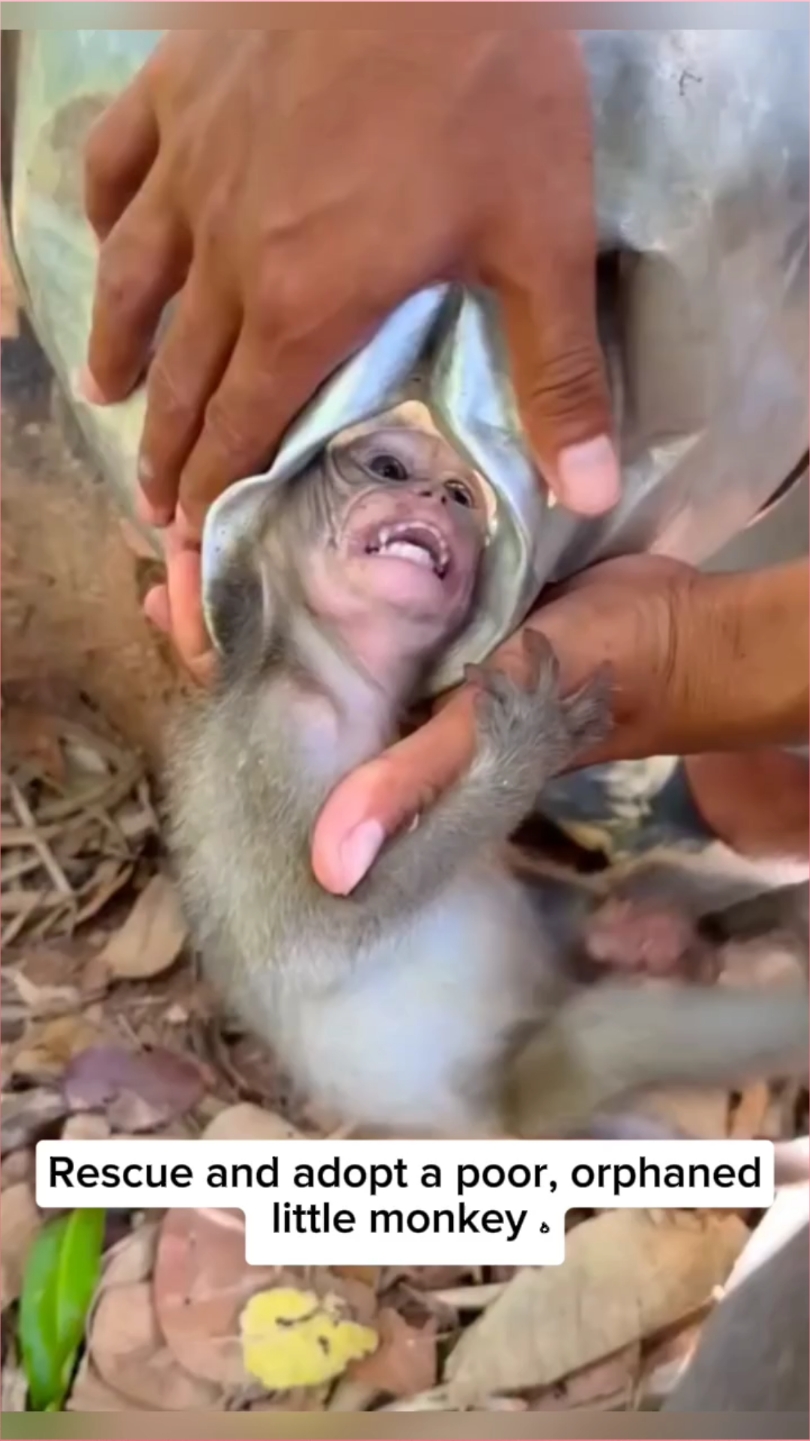 Rescue and adopt a poor, orphaned little monkey  #Rescue #Adoption #Monky #RescueMonkey  #OrphanMonkey #MonkeyAdoption  #AnimalRescue #BabyMonkeyLove #SaveWildlife  #CutestMonkeyEver #EmotionalRescue  #HeartwarmingMoment  #InnocentSoul #MonkeyRescueStory  #TikTokAnimals #ViralMonkey #HelpAnimalsNow  #MonkeyNeedsLove  #BeforeAndAfterRescue #FromTearsToJoy #FurryFriendForever #AdoptDontShop  #fouryoupage #fouryou 