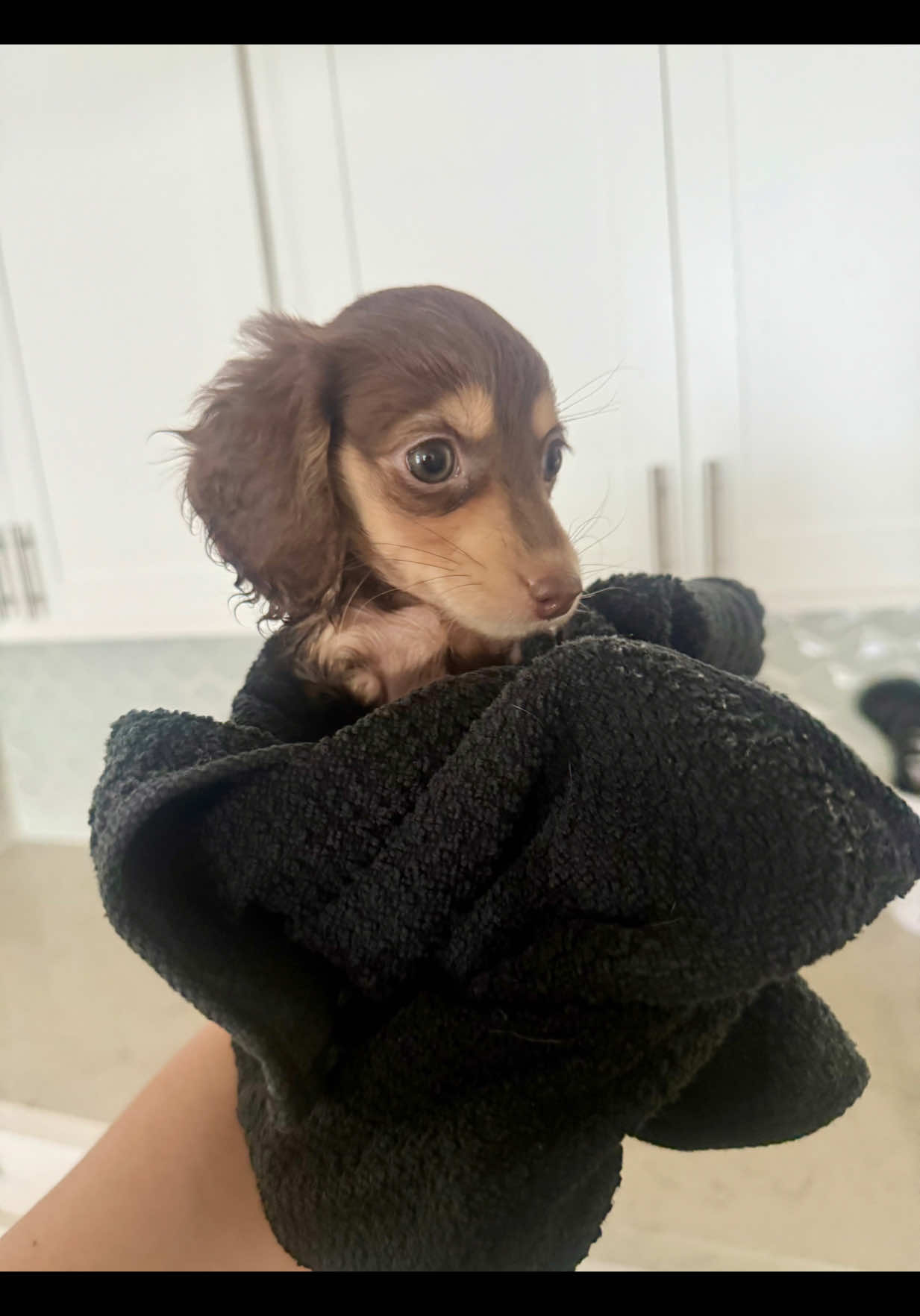 Her first bath…she wasn’t a fan🫠 #minidachsund #fypシ #buildmyaccountplease😍😘 #famouspuppycheck #minidachshundsoftiktok #adventuresofrooroo #disabledpuppy #minidachshundpuppy 