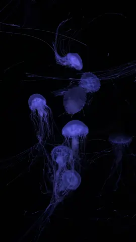 Take your time #ocean #peaceful #jellyfishlamp #viral_videos #marinelife #marinebiology #aquarium #paris #fyp #pourtoii #medusa #meduse #jellyfish #polype 