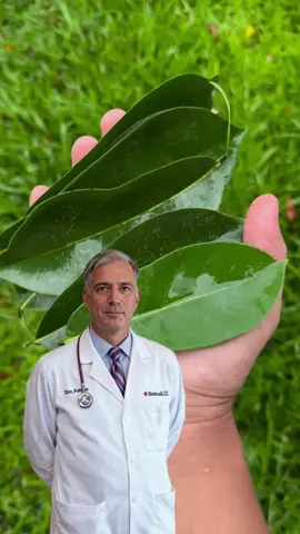 🍃CHÁ DE GRAVIOLA: A Cura Natural Que MÉDICOS Não Contam! Reduz Pressão, Glicose e Dores!😱✨ #segredodebeleza #remedionatural #receita #dicas #cuidados