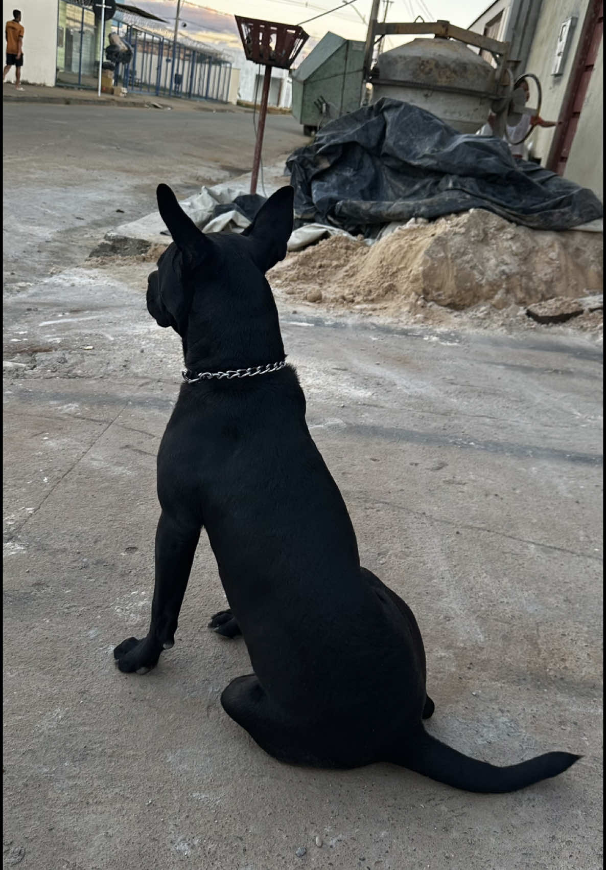 Cachorro que faz enfermagem 🐕🩺⛑️