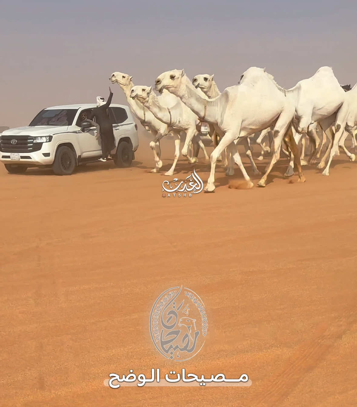 #مصيحات_الوضح #مصيحات #اكسبلور_تيك_توك #اكسبلور #ترند #مصيحات_الدواسر #مصيحات_الموسى 