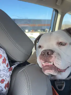 Munson’s first(?) time seeing a train. Needless to say he likes them 😂 ⭐️NOTE: He was SUPER high in this video on vet prescibed anxiety meds for his visit that day. Poor boy 🥺 But don’t worry, his mama (me 🥰) takes super excellent care of her baby boy 💕He’s living his best life ❤️  ‼️ “Contact licensing@newsflare.com to license‼️ #munson #acctphilly #acctphillyalumni #acctphillyalum #mybestfriend #ilovehim #adoptdontshop #train 