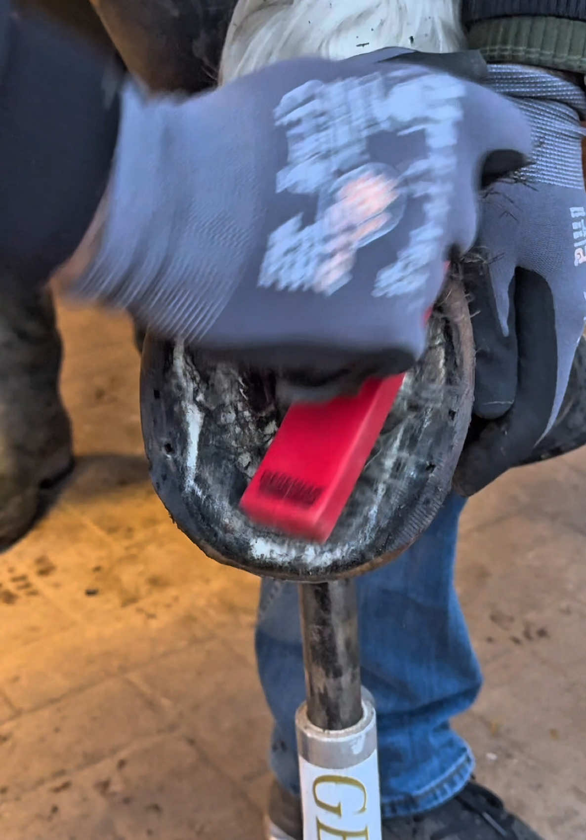 #hooftrimming #frogtrimming #hoofcleaning #farriersoftiktok #oddlysatisfyingvideo #satisfying 