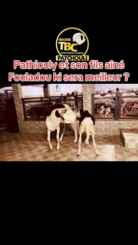#ladoum🇸🇳 #elevage #elevage #fiara #tiktoksenegal🇸🇳 #ceb #foire #barca #reaction #ladoum🇬🇲🇬🇲 #mouton #foryoupage❤️❤️ 