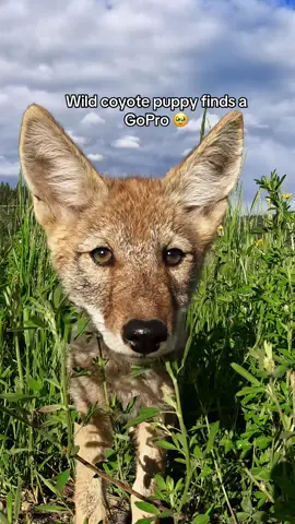 If not friend, why friend shaped? 🐕 Mitchell Cheek mounted his camera on a mini tripod + left it for this adorable pup to investigate. #gopro #cute #puppy #wildlifephotography #coyote #dogtok