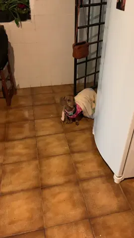 Mumu vindo tirar satisfação sobre seu jantar #dachshund #jantar 