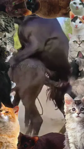 #foryou #dogmeetingpuppy #unfreezemyaccoun #growmyaccount #virltiktok #viralvideos #foryoupagee #satndwithkashmir