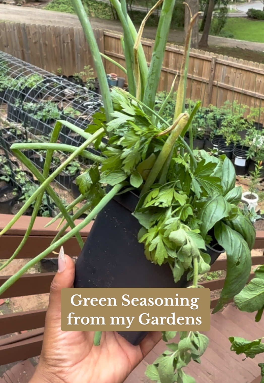 The more you harvest, the more it will grow! #gardening #gardentok #garden #blackgardenerstiktok #mobileprinter #homemade #cookingfromscratch #herbgarden 