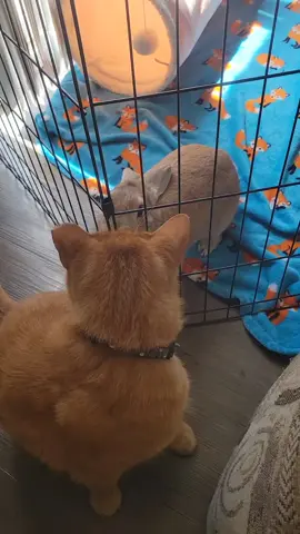 brothers🐰🐱 .  .  .  .  #fyp #fypシ #bunny #rabbit #bunniesoftiktok #rabbitsoftiktok #foryoupage #bunnies #rabbits #cute #brother #whenyoureclosetome 