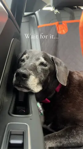 Best road trip pup 😴  #sleepy #roadtrip #dogs #dogroadtrip #dogmom
