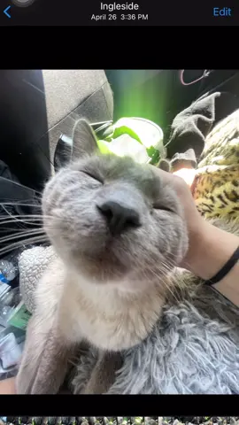 Face card eats  #chowdieming #fypage #funnycatvideo #funnycats #bff #siamesecat #bluepointsiamese #chowderthecat 