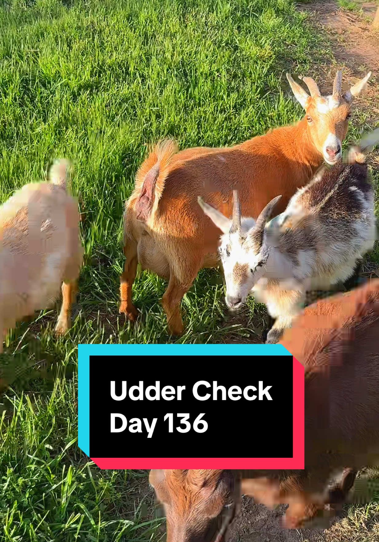 Daily Udder Check: Day 136 PE (post exposure)🐐 #kiddingseason #kidding #nigeriandwarfgoats #babygoats #nigeriandwarfgoatsoftiktok 